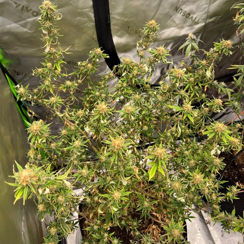 Zkit  growlog photo: Missed a couple water late in flower can do better next run fs💪🏽