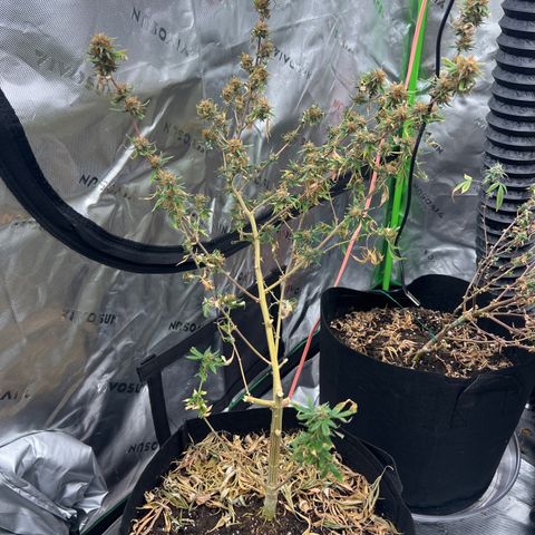 Zkit  growlog timeline photo