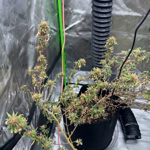 Zkit  growlog timeline photo