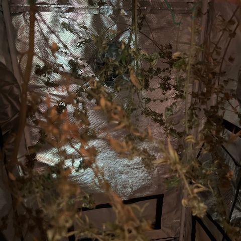 Zkit  growlog timeline photo