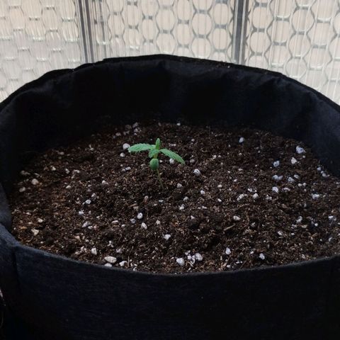 Pachamama xxl growlog timeline photo