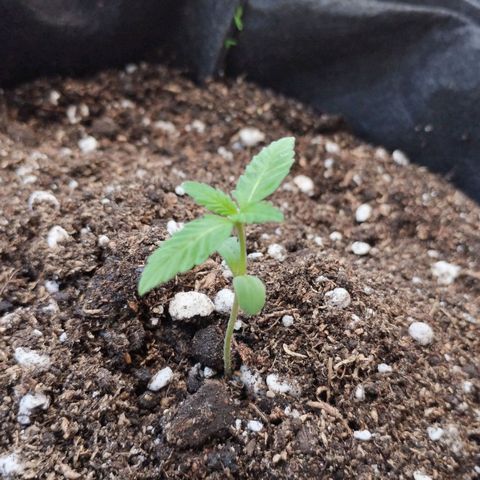 OG Kush growlog timeline photo