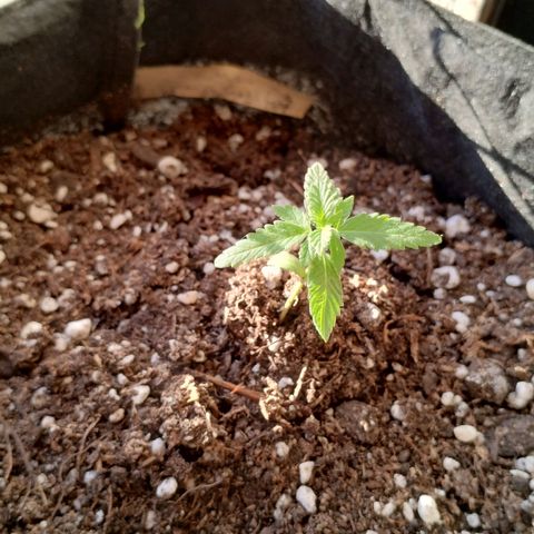 OG Kush growlog timeline photo