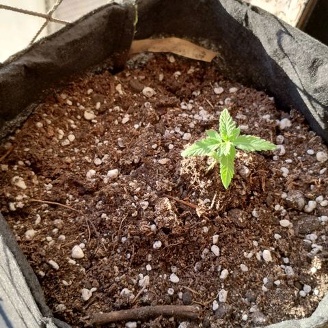 OG Kush growlog timeline photo