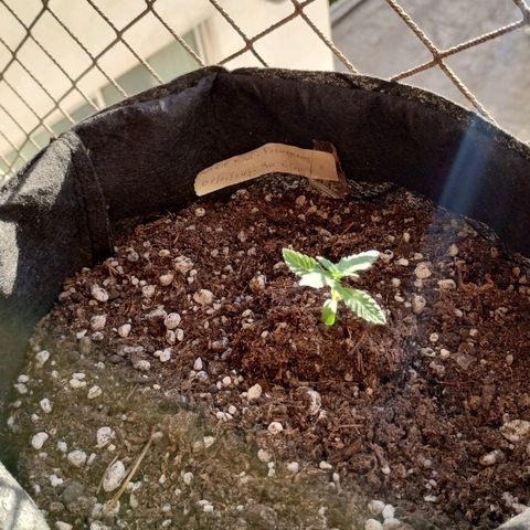 Pachamama xxl growlog timeline photo