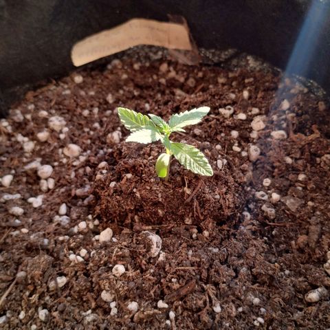 Pachamama xxl growlog timeline photo