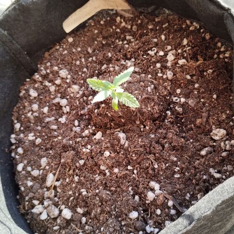 Pachamama xxl growlog timeline photo