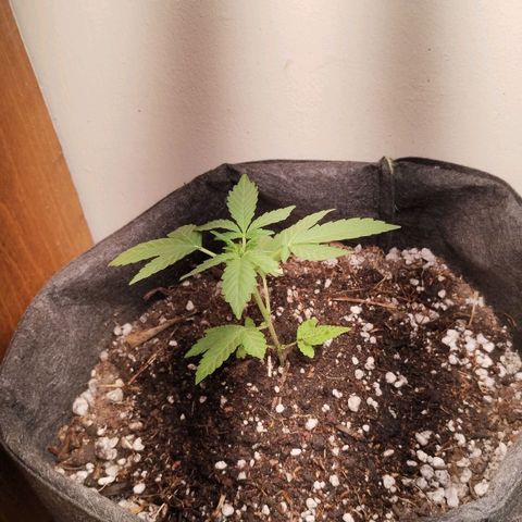 OG Kush growlog photo: 1dia en indoor