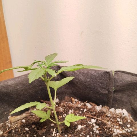 OG Kush growlog photo: 1dia en indoor