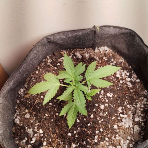 OG Kush growlog photo: 1dia en indoor