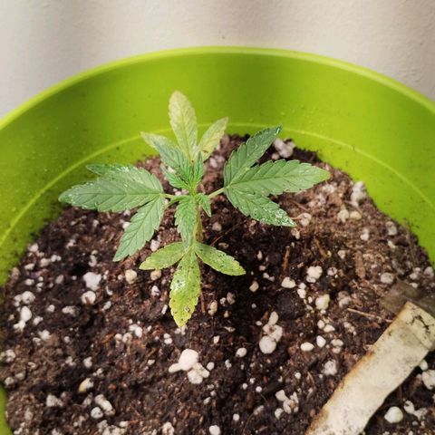 Pachamama xxl growlog timeline photo
