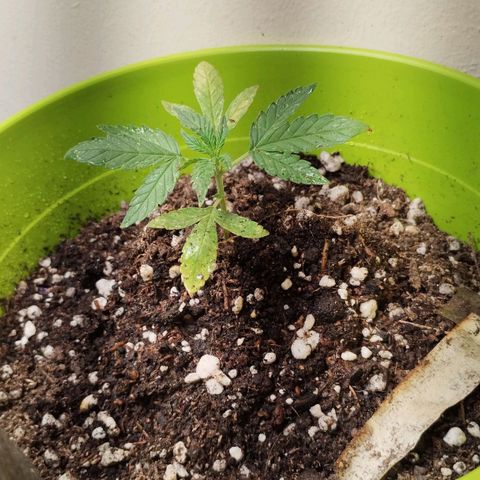 Pachamama xxl growlog timeline photo