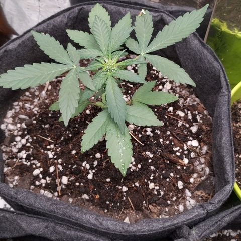 Pachamama xxl growlog timeline photo