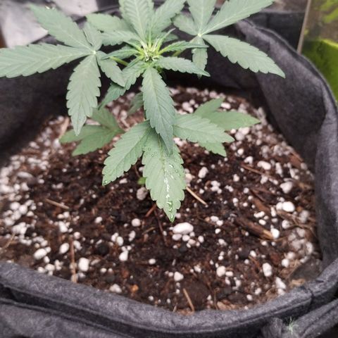 Pachamama xxl growlog timeline photo