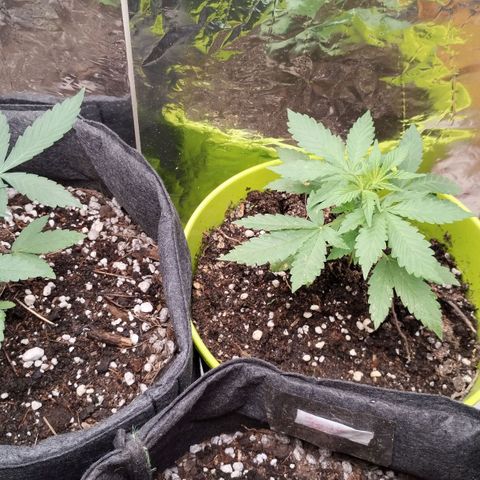 Pachamama xxl growlog timeline photo