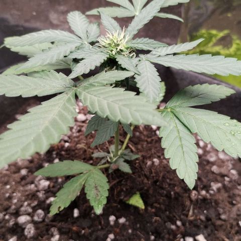 OG Kush growlog timeline photo