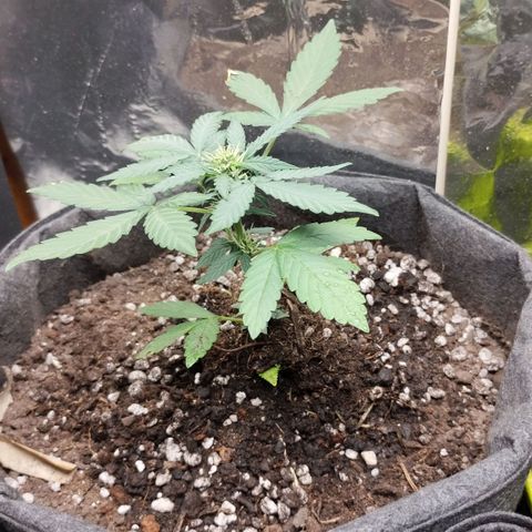 OG Kush growlog timeline photo