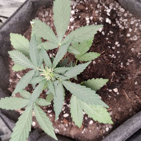 OG Kush growlog timeline photo