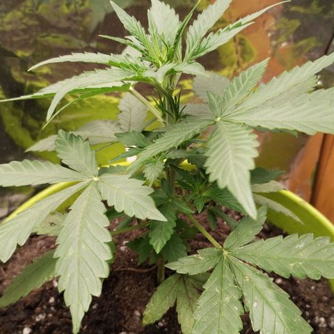 Pachamama xxl growlog timeline photo