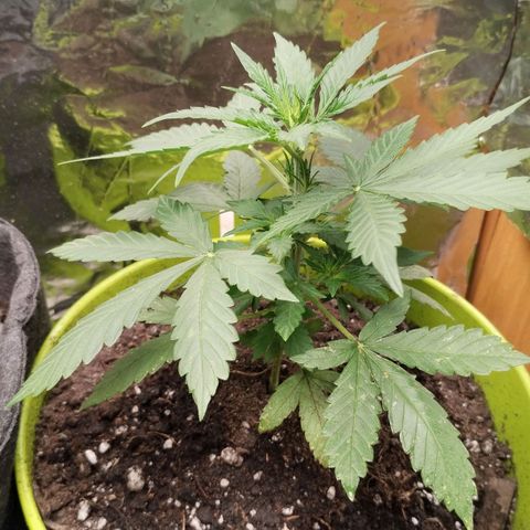 Pachamama xxl growlog timeline photo