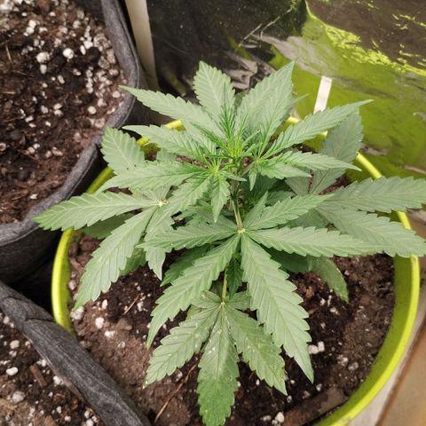 Pachamama xxl growlog timeline photo
