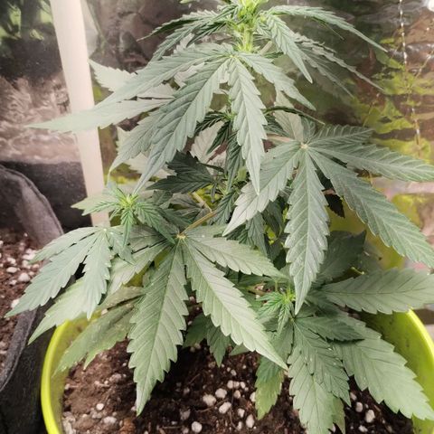 Pachamama xxl growlog photo: Día 50