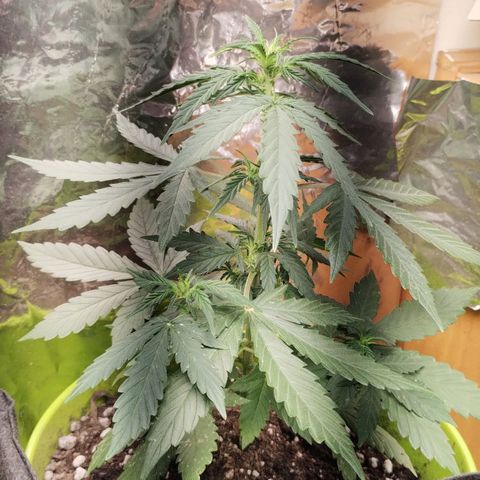 Pachamama xxl growlog photo: Día 50