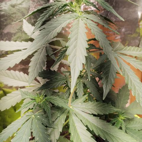 Pachamama xxl growlog photo: Día 50
