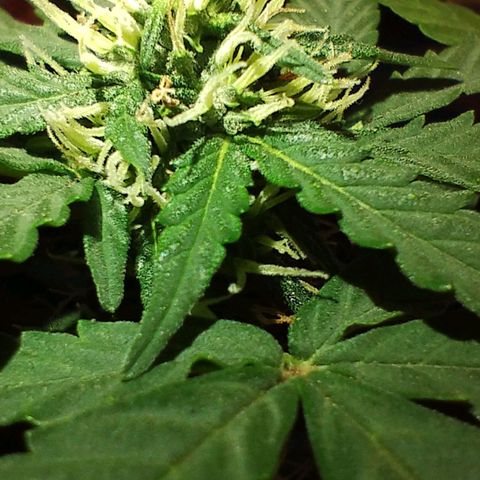 OG Kush growlog photo: 1 día de flora
