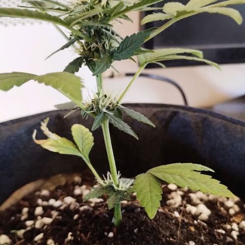 OG Kush growlog photo: 1 día de flora