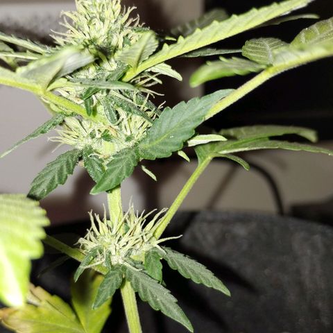 OG Kush growlog photo: 1 día de flora