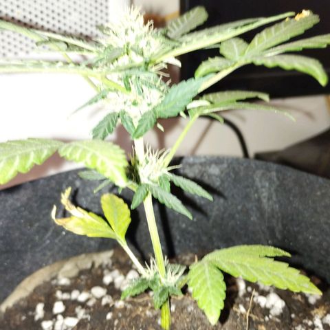 OG Kush growlog photo: 1 día de flora