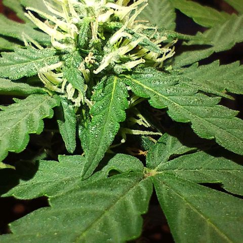 OG Kush growlog photo: 1 día de flora