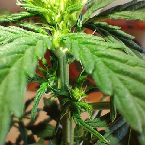 Pachamama xxl growlog timeline photo