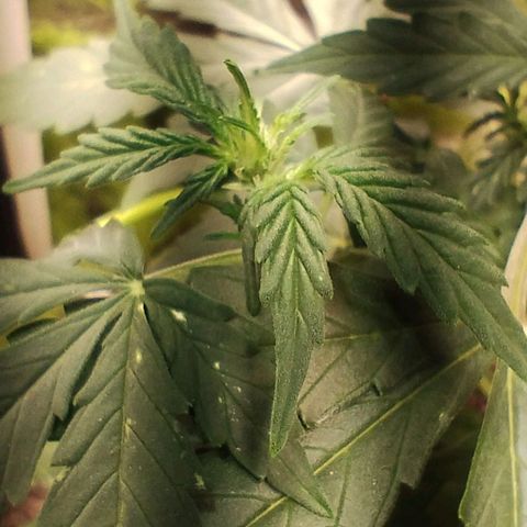 Pachamama xxl growlog timeline photo