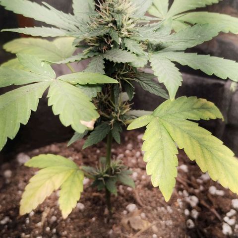 OG Kush growlog timeline photo