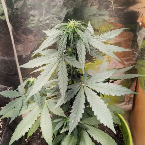 Pachamama xxl growlog timeline photo