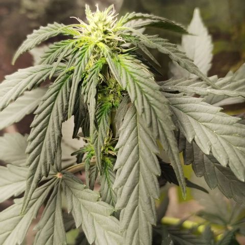 Pachamama xxl growlog timeline photo