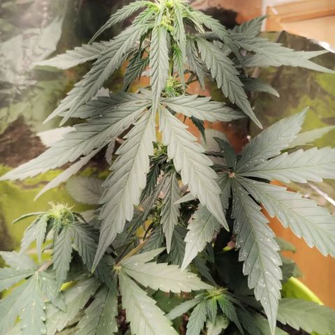 Pachamama xxl growlog timeline photo
