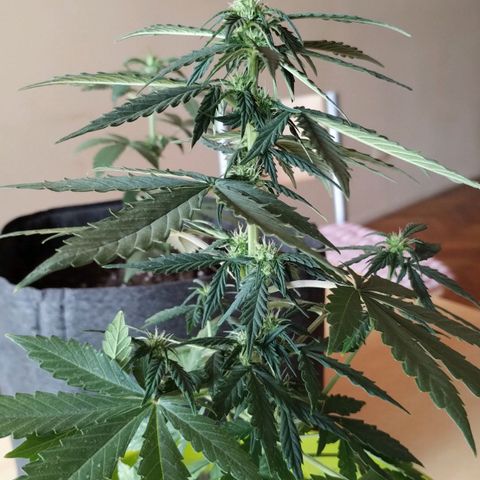 Pachamama xxl growlog timeline photo