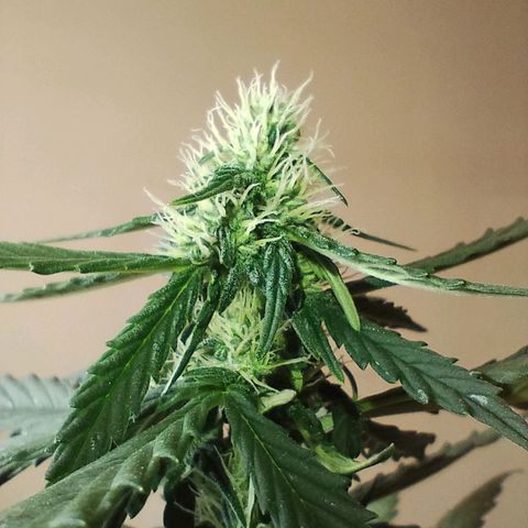 Pachamama xxl growlog timeline photo