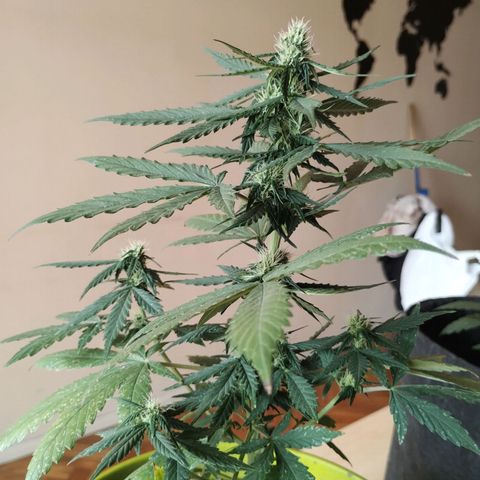 Pachamama xxl growlog timeline photo