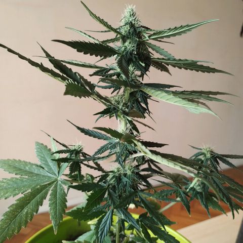 Pachamama xxl growlog timeline photo