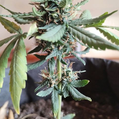 OG Kush growlog timeline photo