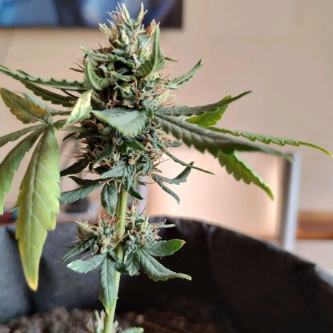OG Kush growlog timeline photo