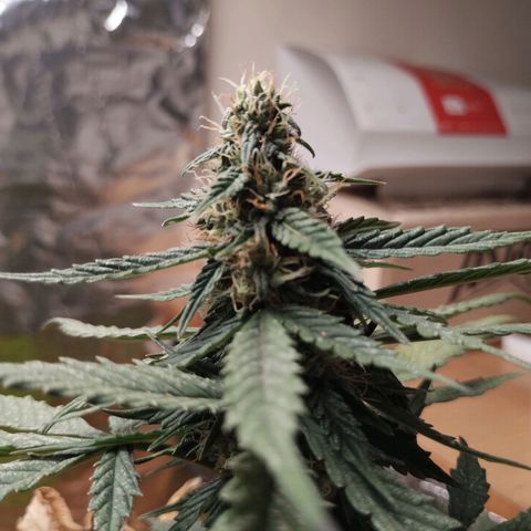 Pachamama xxl growlog timeline photo