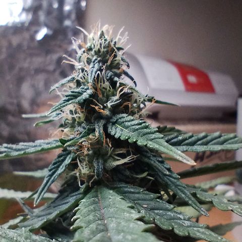 Pachamama xxl growlog timeline photo