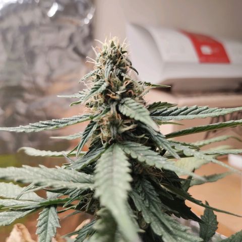 Pachamama xxl growlog timeline photo