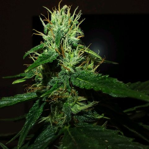 Pachamama xxl growlog timeline photo