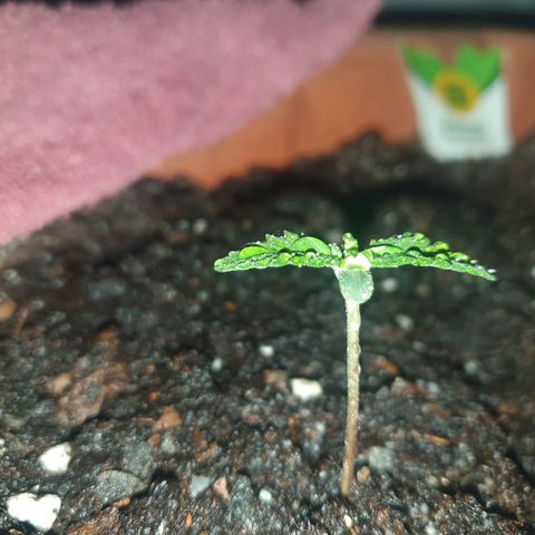 Diesel Automtic growlog timeline photo